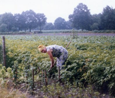 <br>um 1981
